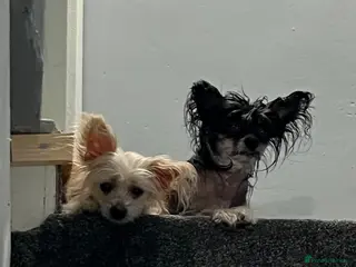 Chinese Crested dogs Chinese crested sisters - Advert 3