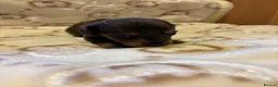Miniature Dachshund dogs for sale: Long haired miniature dachunds  in Wisbech - Advert 10