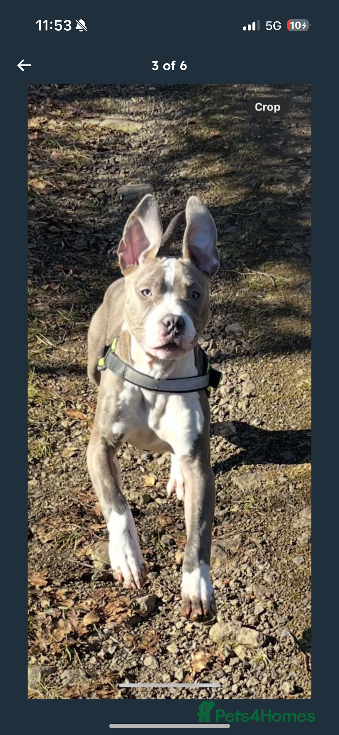 Mixed Breed dogs for sale: Rocco  - Image 3