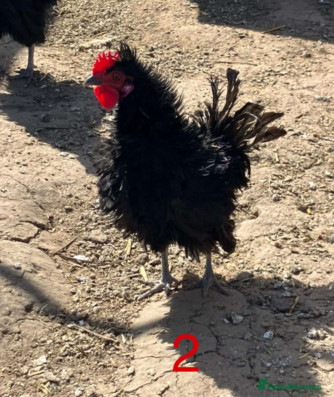 Chickens poultry for sale: 3 x Cockerels - Advert 2