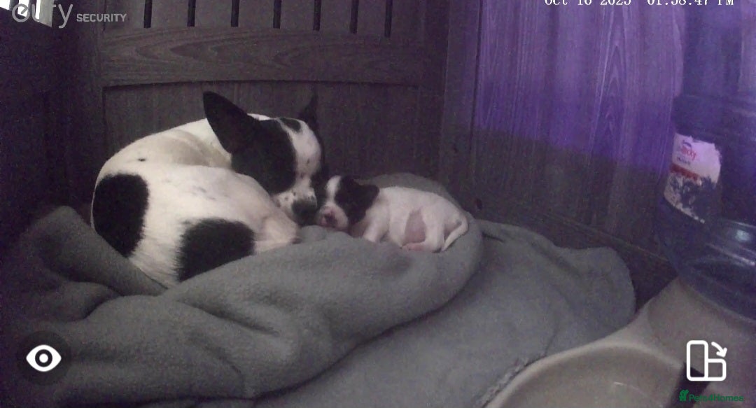 Chihuahua dogs for sale: Chihuahua girl ready to leave - Advert 6