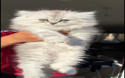 Persian cats for sale: Purrrfect Persians 😻😻😻 - Image 3