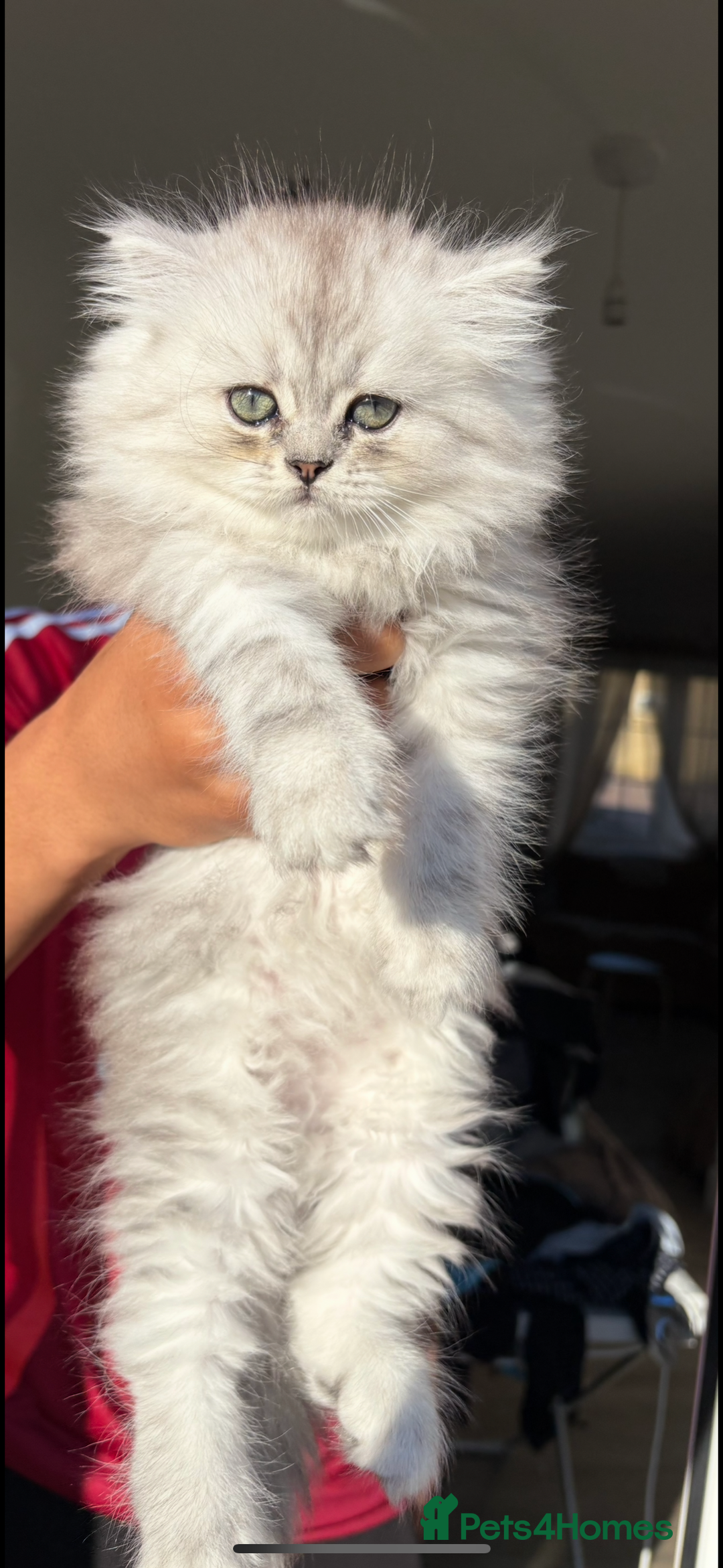 Persian cats for sale: Purrrfect Persians 😻😻😻 - Image 3