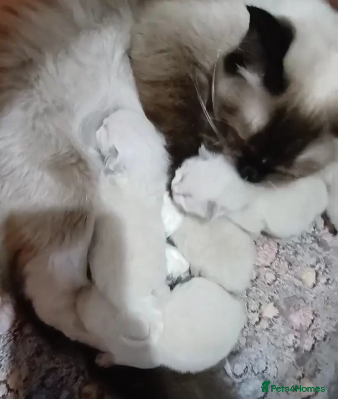 Ragdoll cats for sale: Ragdoll kittens  - Advert 1