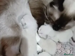 Ragdoll cats Ragdoll kittens - Advert 3