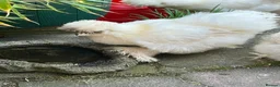 Chickens poultry for sale: Silkie x Silkie Male Chicken for Re-homing in Pevensey - Advert 7