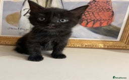 Bengal cats for sale: Ready now! Stunning loving family kittens  - Image 3