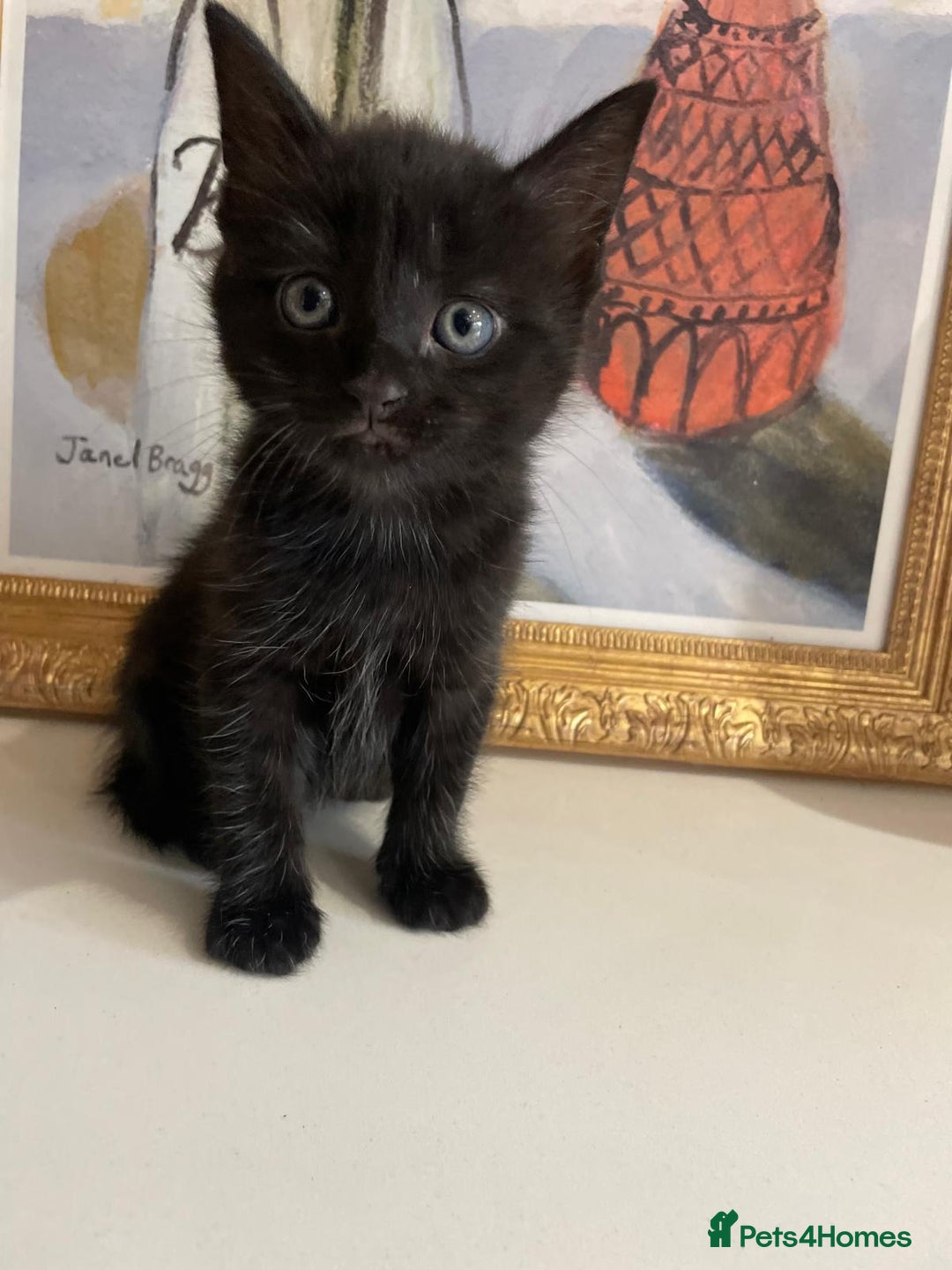 Bengal cats for sale: Ready now! Stunning loving family kittens  - Image 3