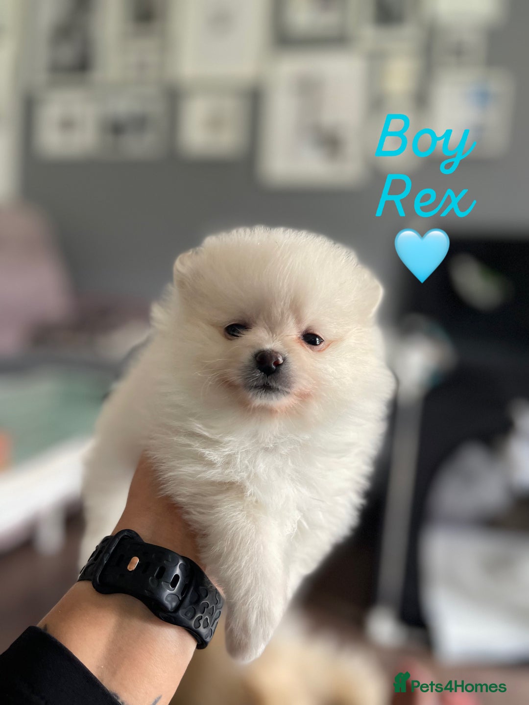 Pomeranian dogs for sale: Pomeranian Puppies – Ready Soon  - Image 2
