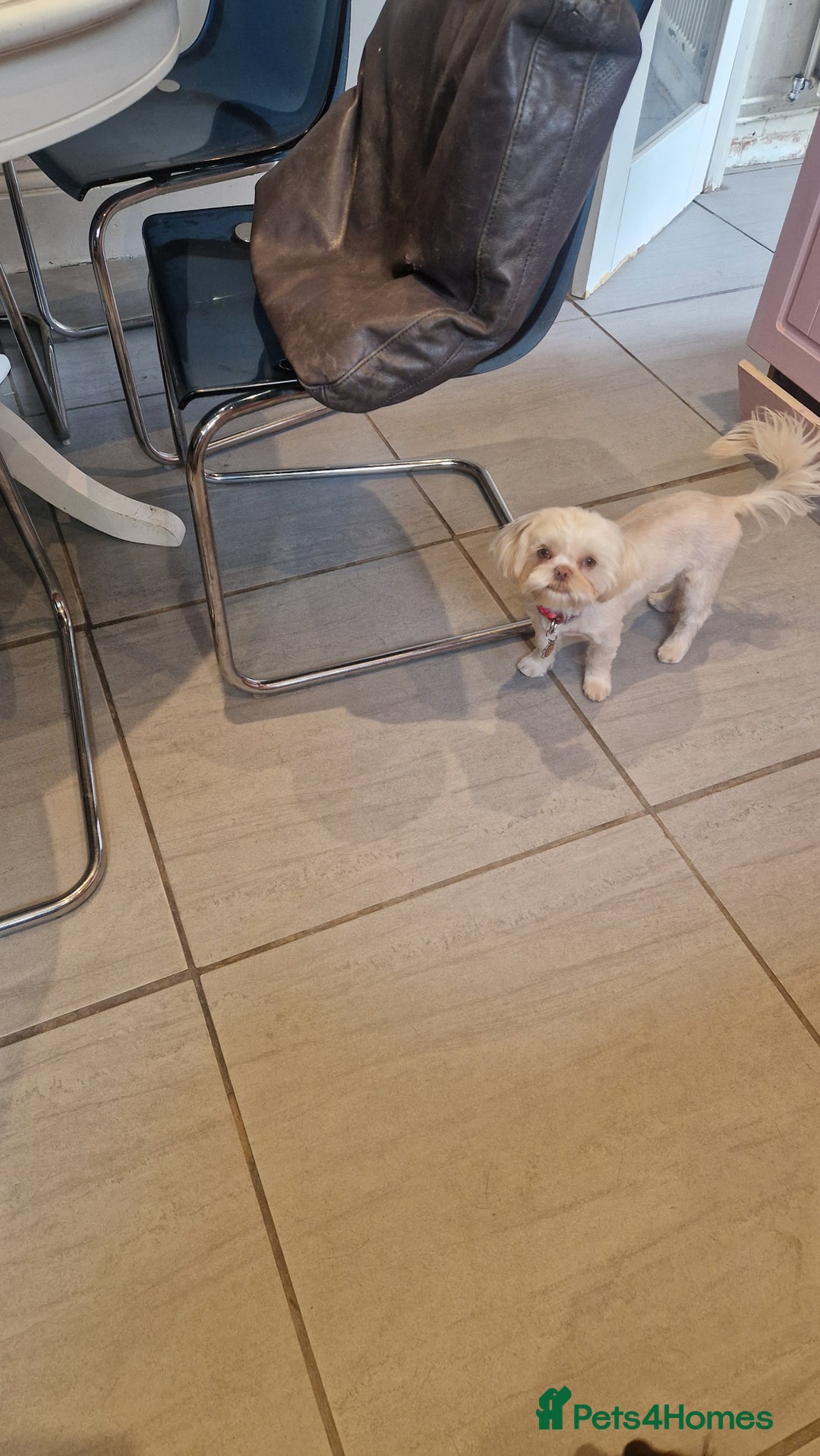 Shih Tzu dogs for sale: 9 month old female Shihtzu  - Image 3