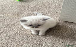 Ragdoll cats for sale: RagDoll kittens  - Image 4