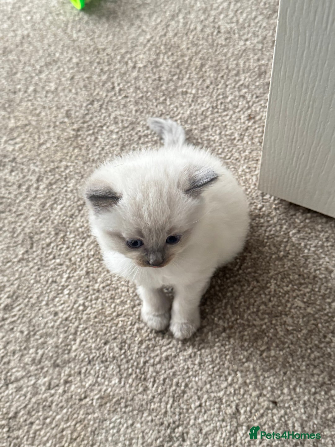 Ragdoll cats for sale: RagDoll kittens  - Image 4