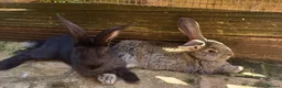 Continental Giant rabbits for sale: Giant Continental Rabbits READY TO LEAVE - Advert 5