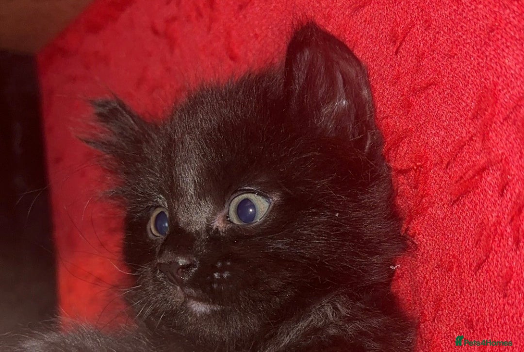 Mixed Breed cats for sale: Sphynx mixed with American curl - Advert 17