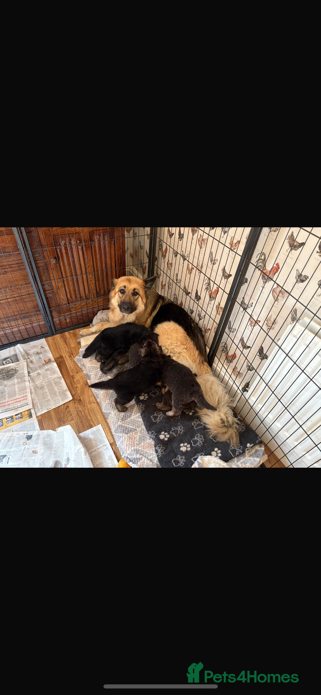 German Shepherd dogs for sale: 8 beautiful long haired German shepherd puppies  - Image 16