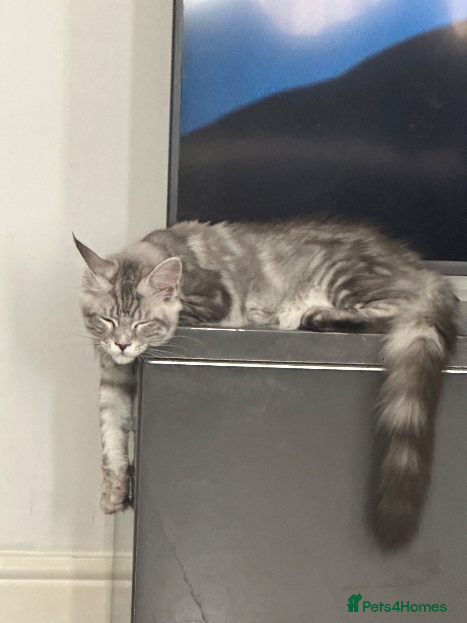 Maine Coon cats XXL Maine Coons Kittens Champion Sired  - Advert 3