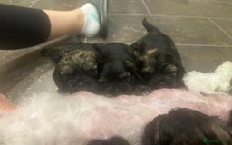 Mixed Breed dogs for sale: Three beautiful males looking for loving homes - Image 2