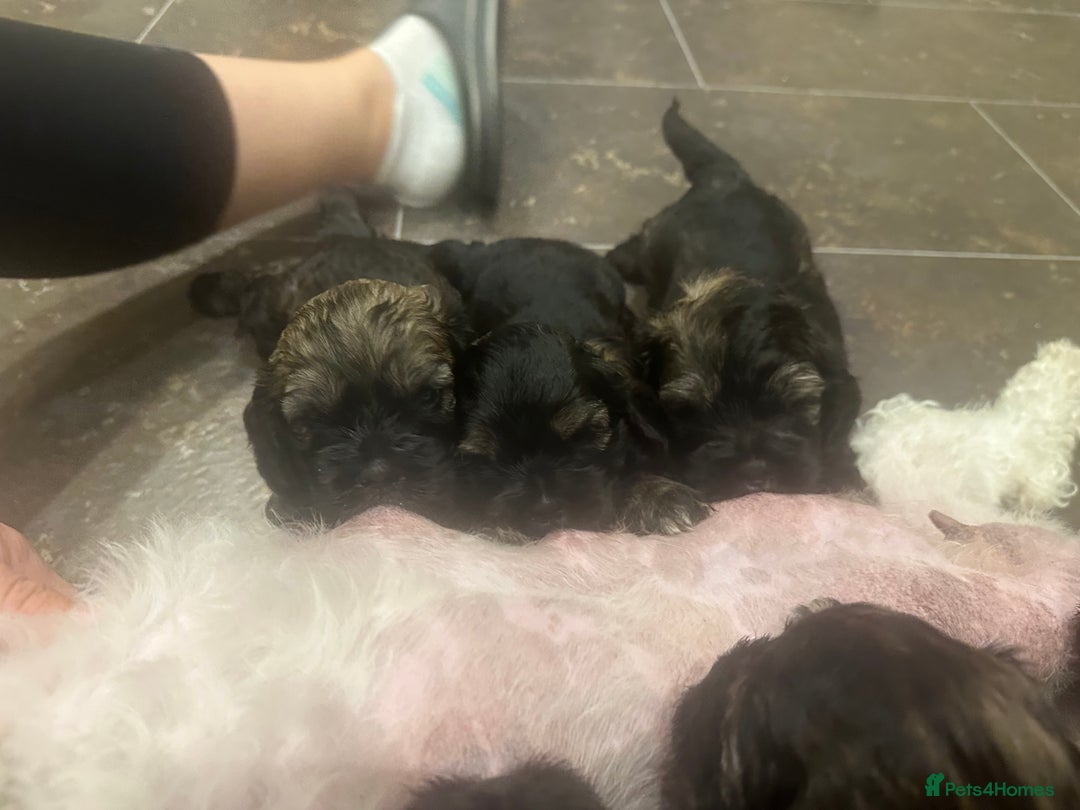 Mixed Breed dogs for sale: Three beautiful males looking for loving homes - Image 2