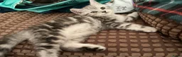 Scottish Fold cats for sale: Reduced in price Scottish fold 2 left boys £275 - Advert 4
