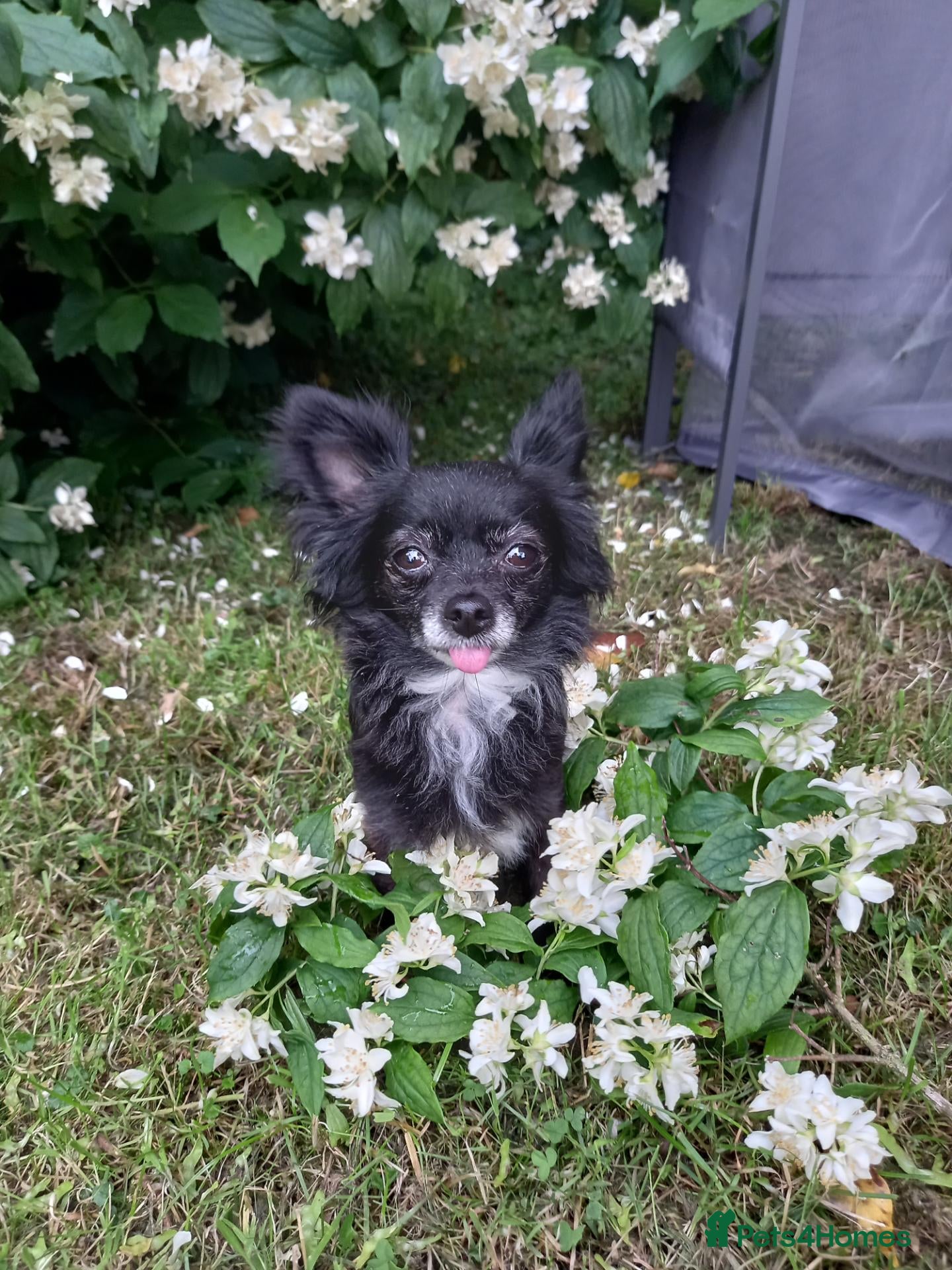 Pomchi dogs Beautiful tiny chihuahua girl - Advert 24