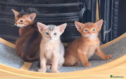 Abyssinian cats for sale: Amazing champion parents litter ❤️ - Image 16