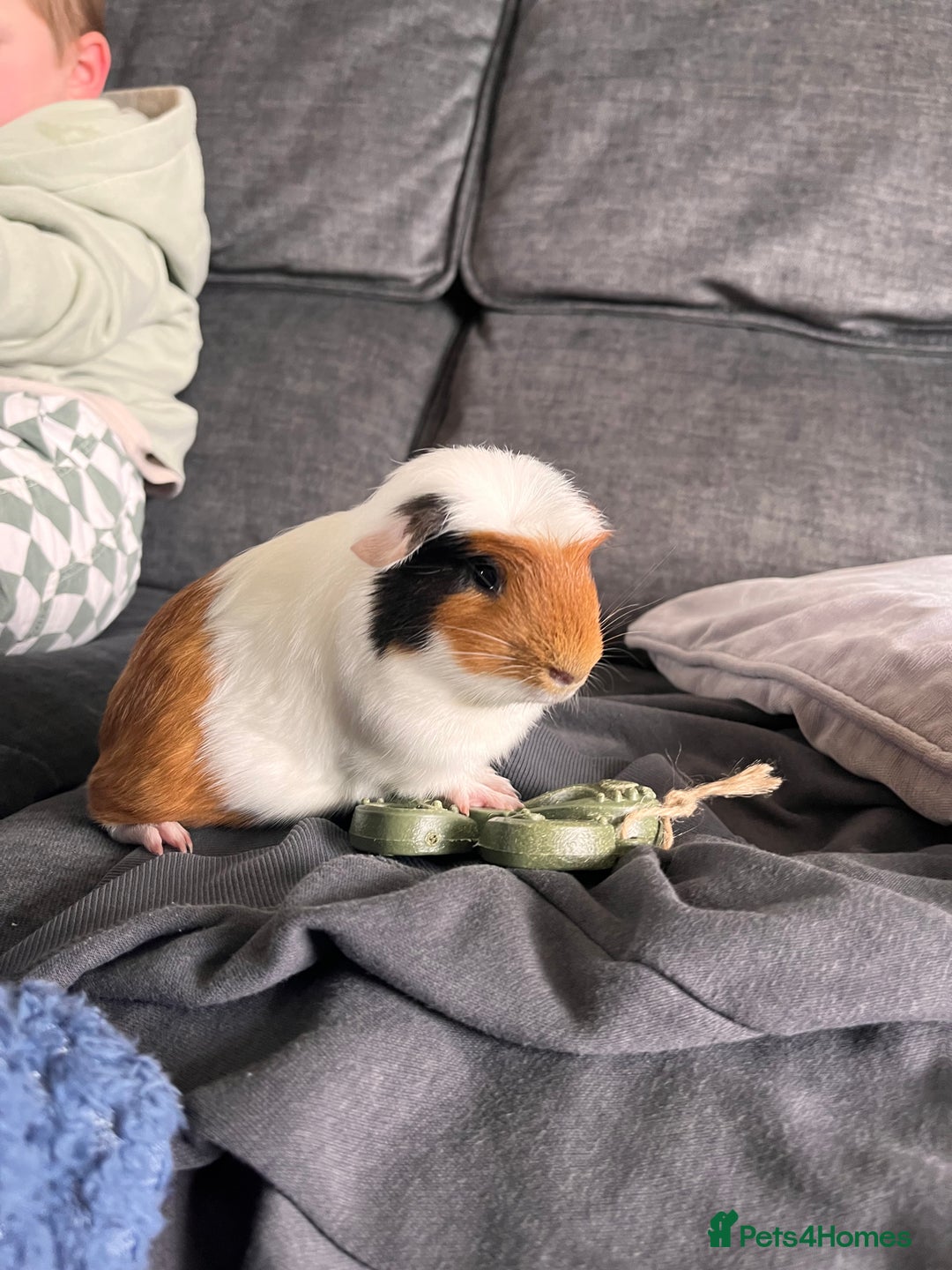 Guinea Pig rodents for sale: 2 male bonded guinea pigs  - Advert 1