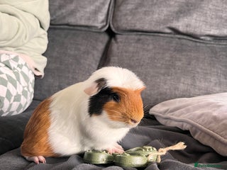 Guinea Pig rodents 2 male bonded guinea pigs - Advert 4