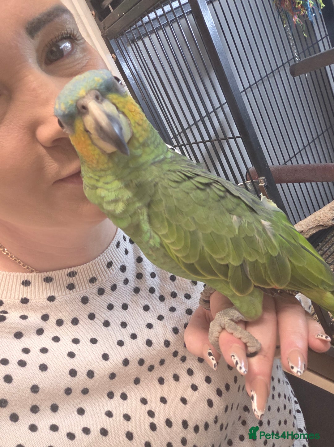 Parrots birds for sale: Various parrots available check description  - Advert 4