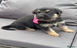 German Shepherd dogs for sale: Short coat straight back German Shepard  in Wolverhampton - Image 19