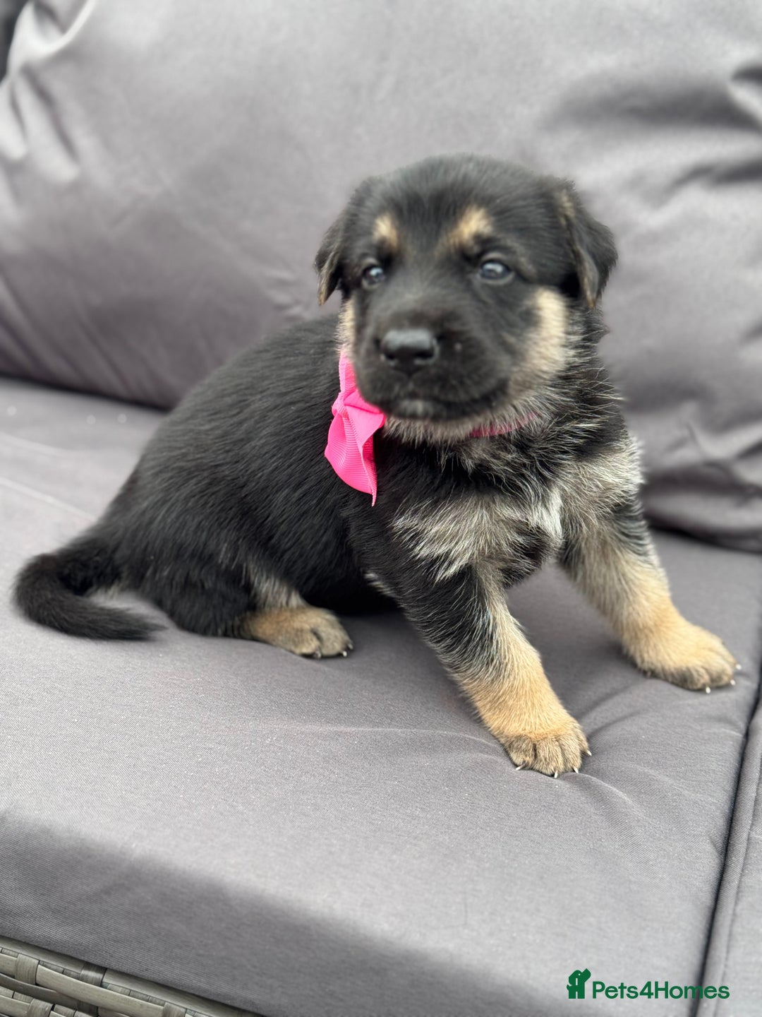 German Shepherd dogs for sale: Short coat straight back German Shepard  in Wolverhampton - Image 19