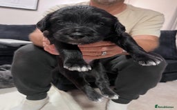 Mixed Breed dogs for sale: border collie cross poodle (bordoodle) - Image 5