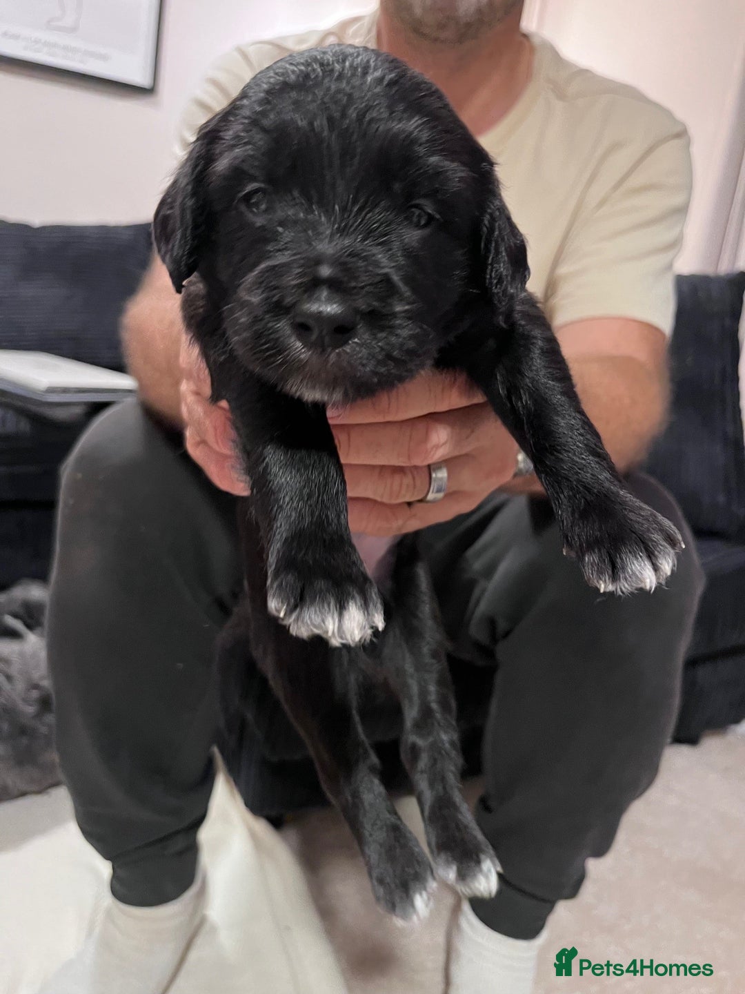 Mixed Breed dogs for sale: border collie cross poodle (bordoodle) - Image 5