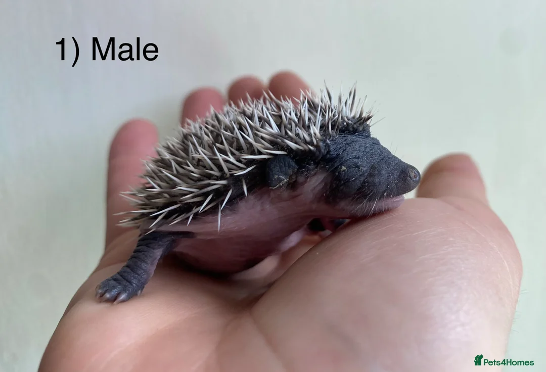 Pygmy Hedgehog rodents for sale: Male hoglets for sale! - Advert 2