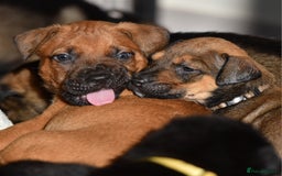 Mixed Breed dogs for sale: Bullherders top working lines  - Advert 11