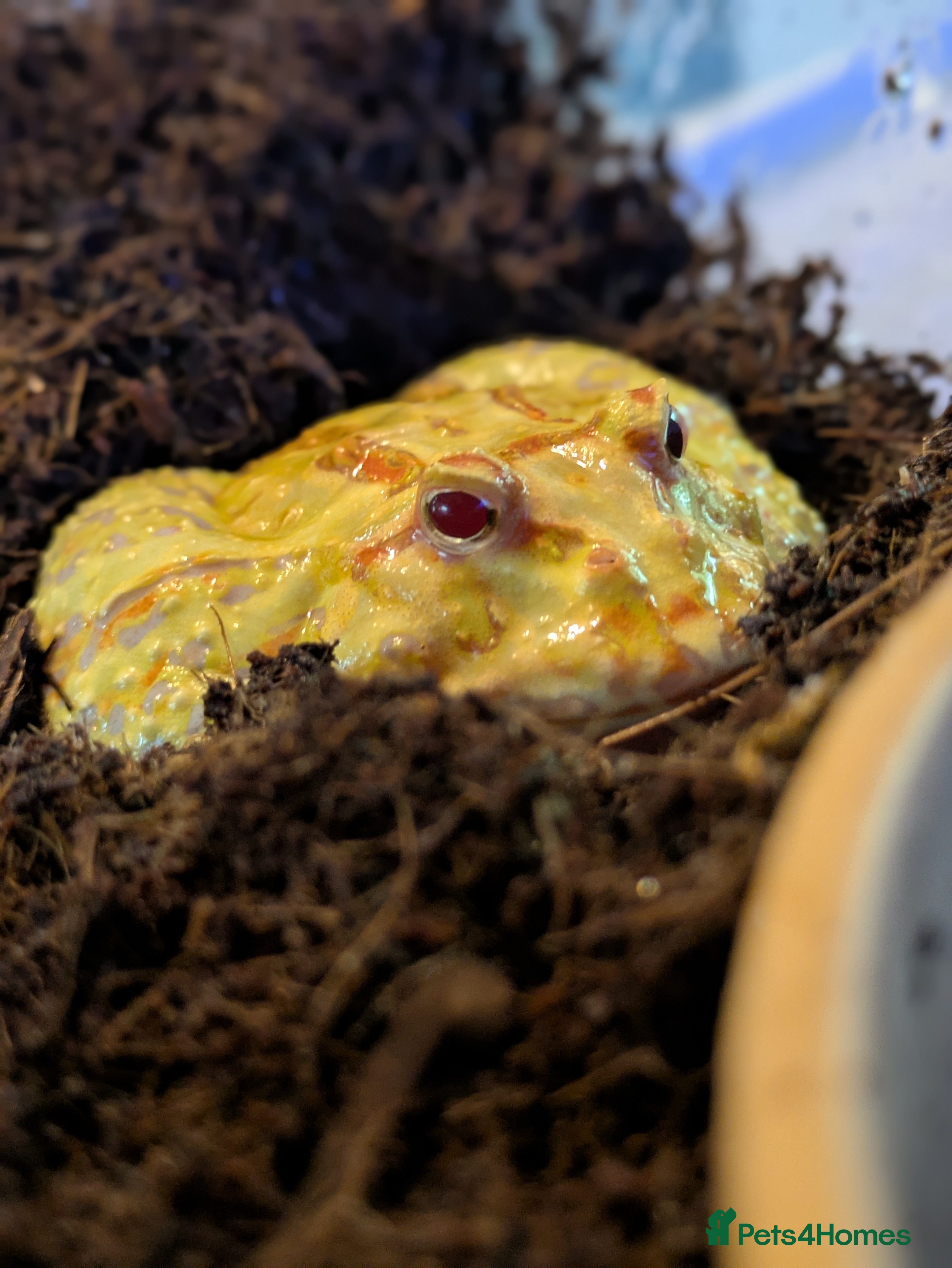 Frog reptiles Pacman frogs - Advert 2