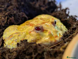 Frog reptiles Pacman frogs - Advert 15