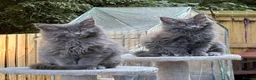 Maine Coon cats for sale: Beautiful Maine Coons tica regfrom Champion lines  - Advert 7