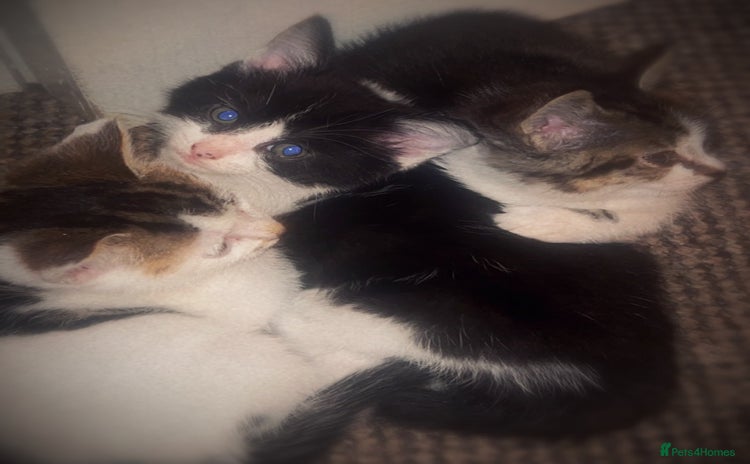 Mixed Breed cats - Advert 5