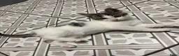 Mixed Breed cats for sale: 3 Beautiful Kittens Looking for Loving Homes  - Advert 4