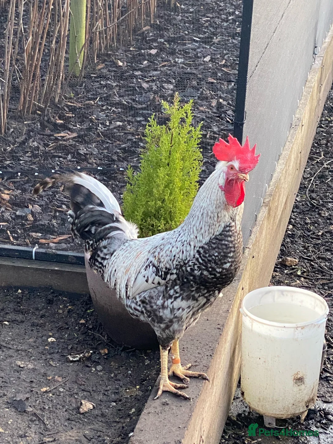 Mixed Breed livestock for sale: Hybrid Green, Dark Brown chicks & hatching eggs   - Advert 6