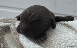 Cocker Spaniel dogs for sale: Working cocker spaniel *KC REG* - Advert 5