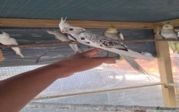 Cockatiels birds for sale: Silly hand tamed baby cockatiels for sale  - Advert 4