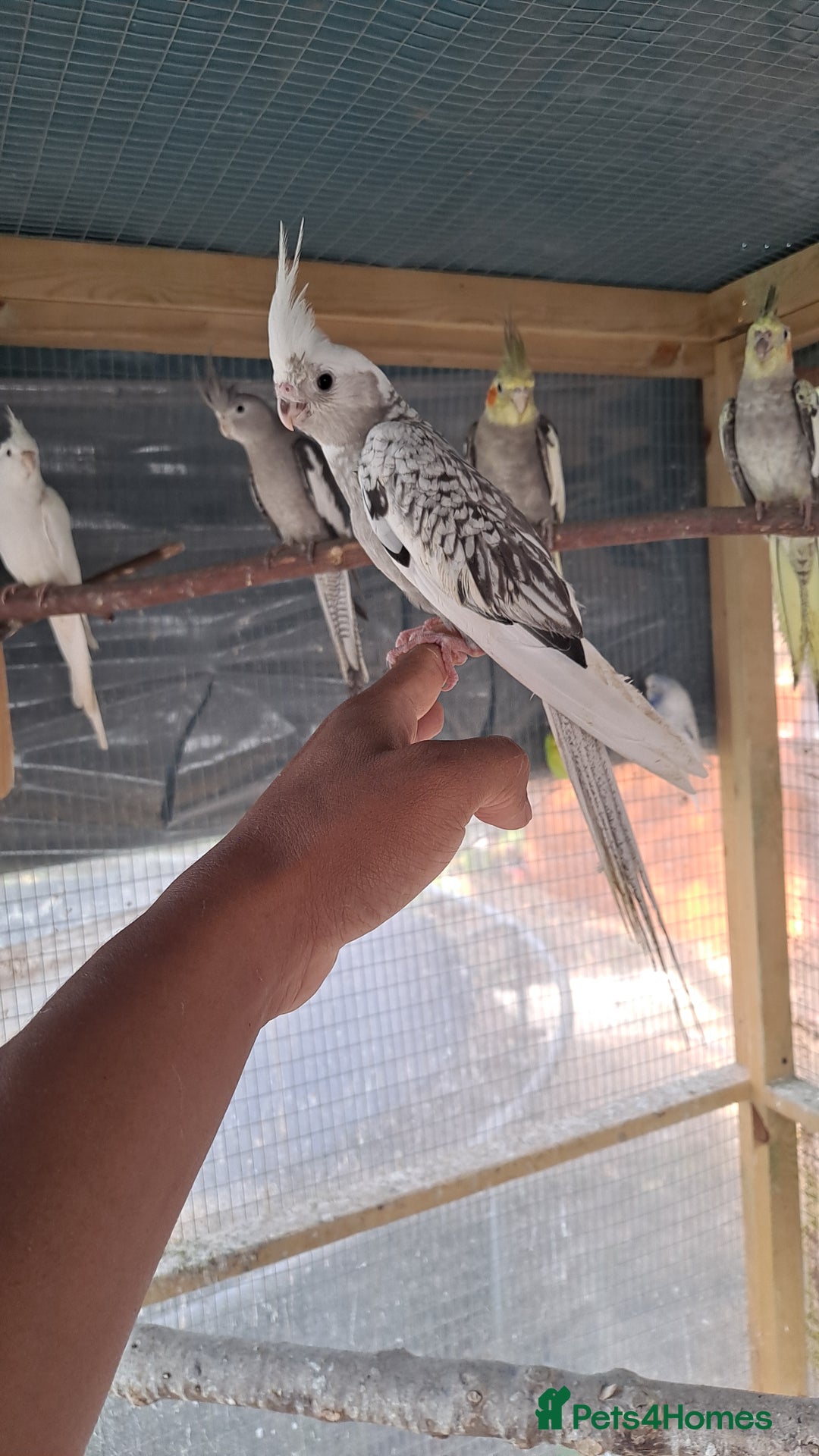Cockatiels birds for sale: Silly hand tamed baby cockatiels for sale  - Advert 4