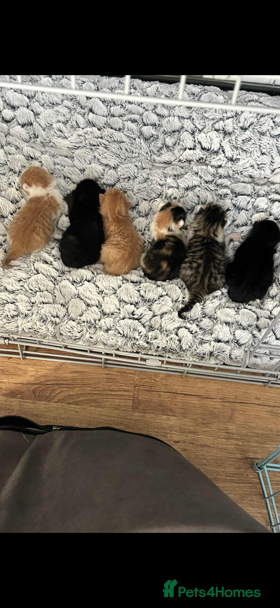 Mixed Breed cats for sale: 6 kitten kittens looking for there forever homes  - Image 8