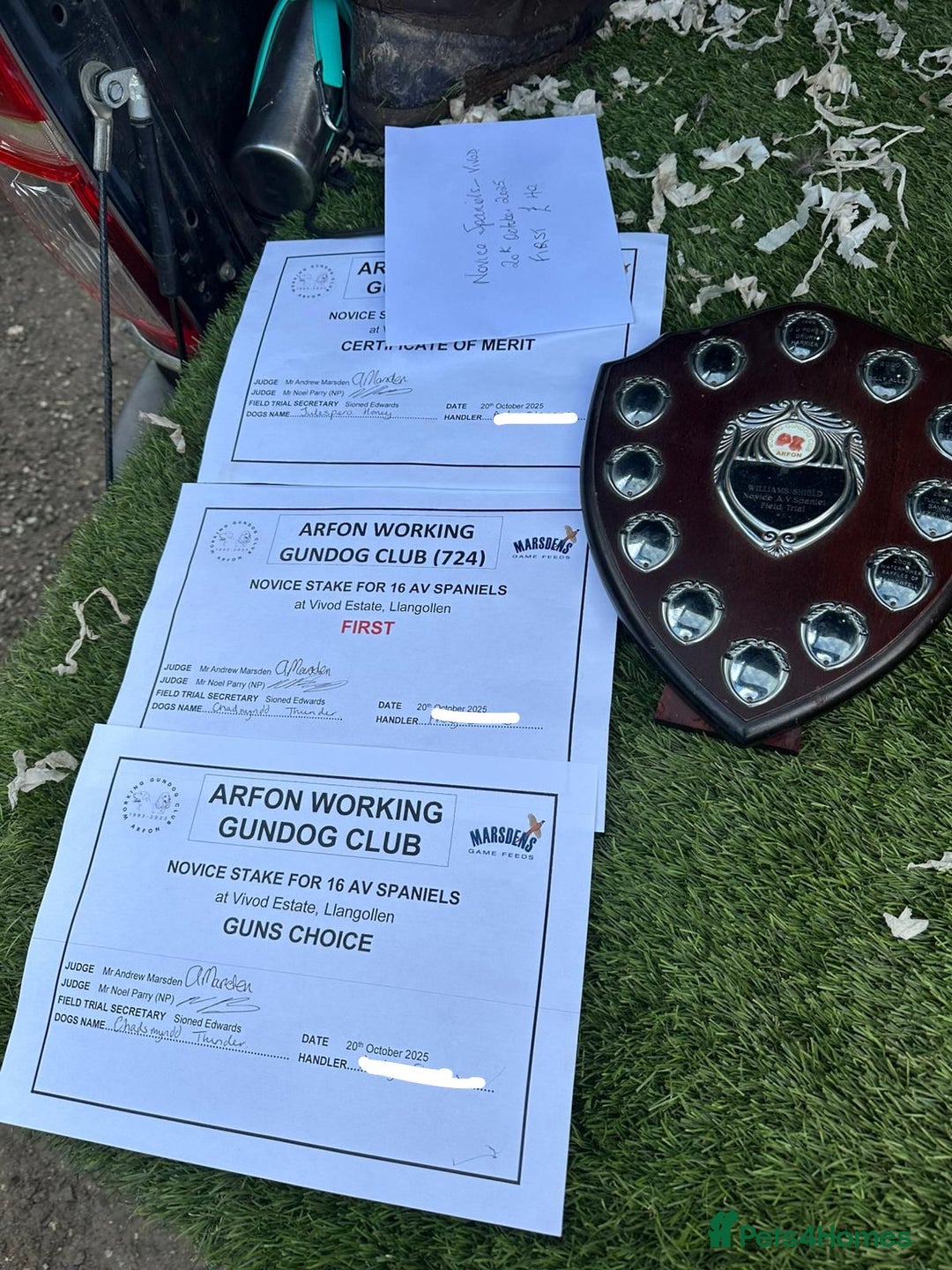 English Springer Spaniel dogs for sale: English Springer spaniel puppies  - Advert 10