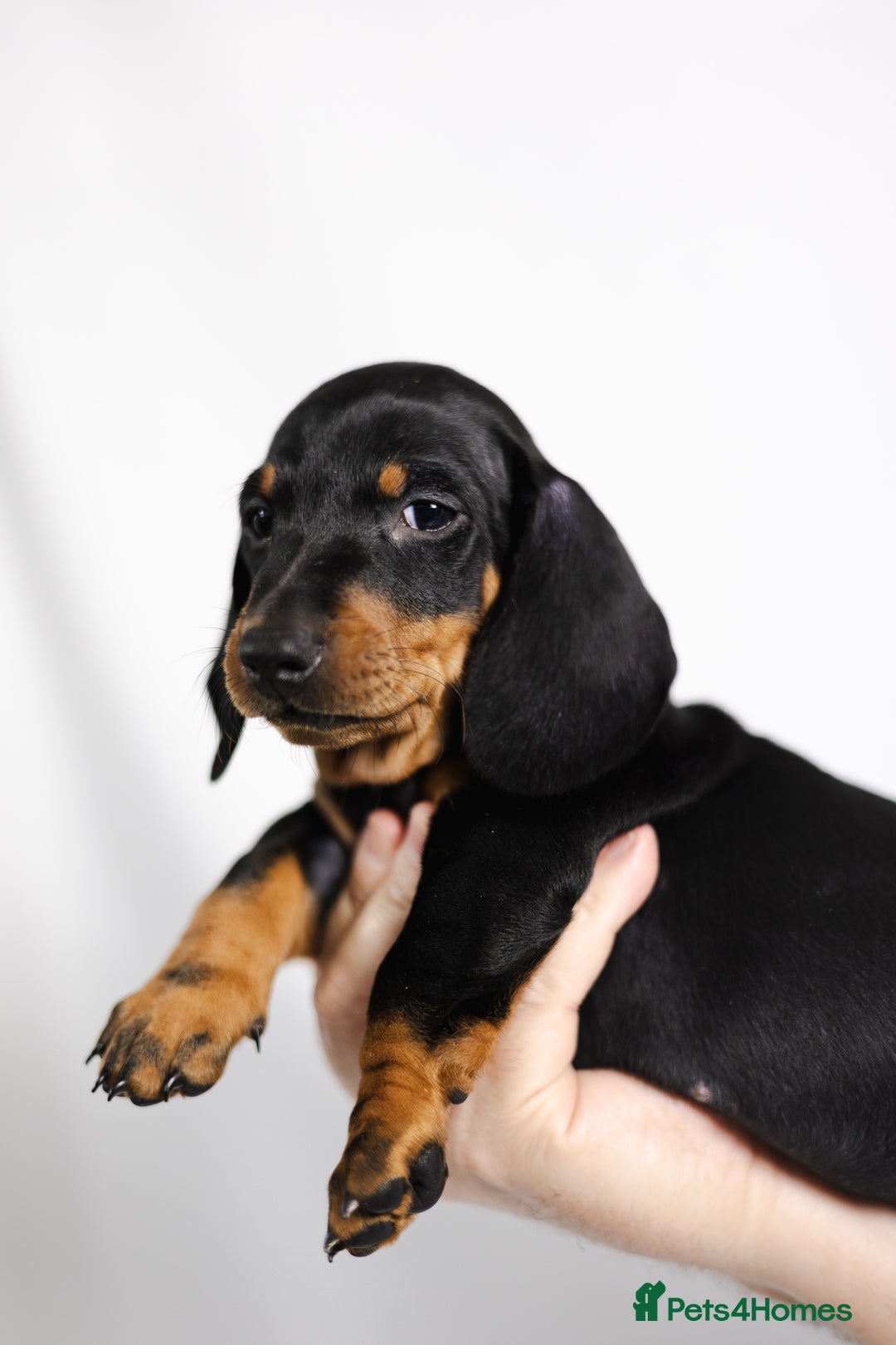 Dachshund dogs for sale: Standard champion bred dachshunds  - Image 6