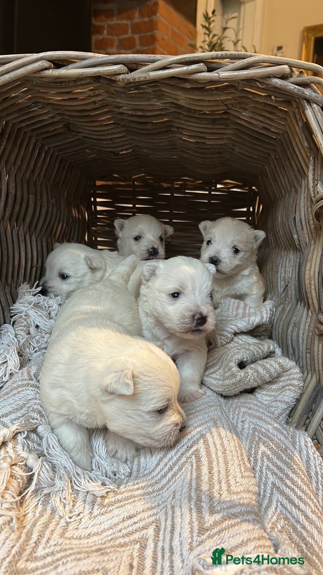 West Highland Terrier dogs for sale: BEAUTIFUL KC WESTIE PUPPIES - Advert 7