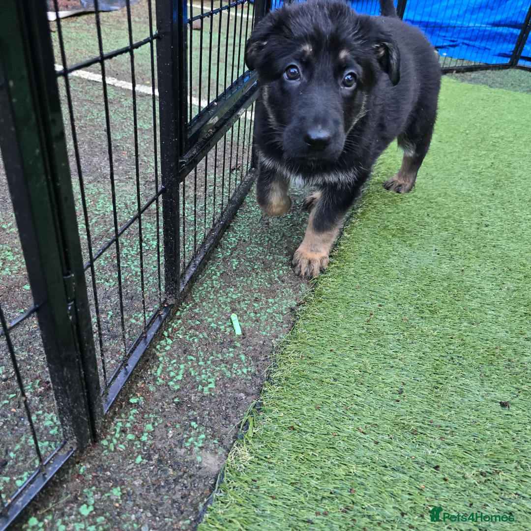 German Shepherd dogs for sale: Outstanding German Shepherd Puppies - Advert 33