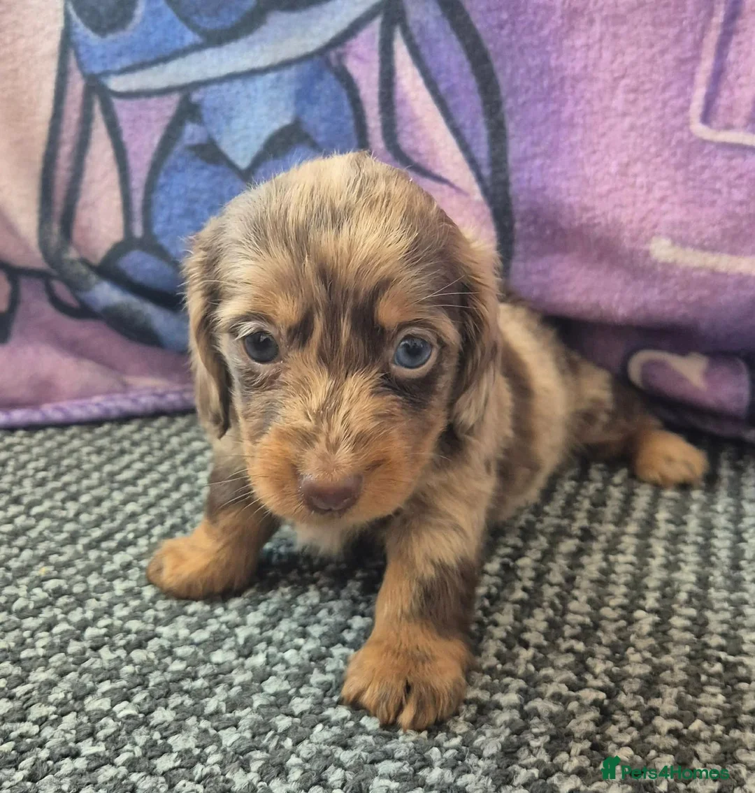 Dachshund dogs for sale: Long hair dachshund puppies 🩷 - Advert 2