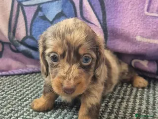 Dachshund dogs Long hair dachshund puppies 🩷 - Advert 1